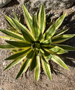 Agave Lophantha Quadricolor
