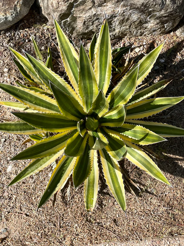 Agave Lophantha Quadricolor