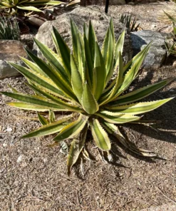 Agave Lophantha Quadricolor