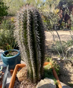 Saguaro Cactus