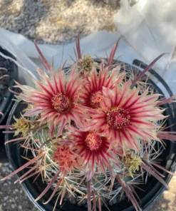Southwest Barrel Cactus
