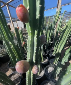 Peruvian Apple Cactus