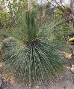 Mexican Grass Tree