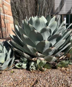 Agave Parryi Truncata