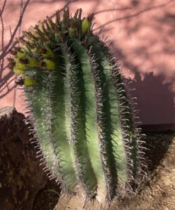 Ferocactus herrerae