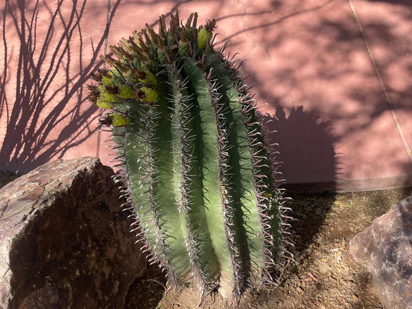 Ferocactus herrerae