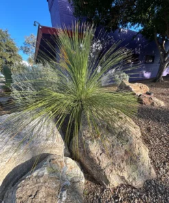 Mexican Grass Tree