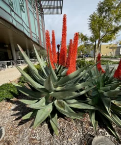Aloe Ferox