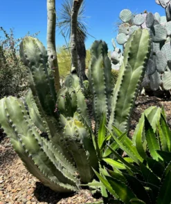 Senita Cactus