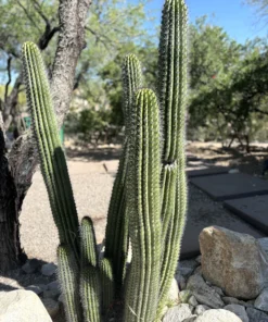 Organ Pipe Cactus