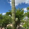 South American Saguaro
