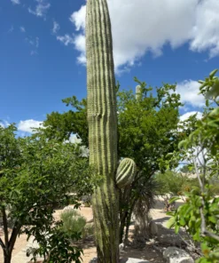 South American Saguaro