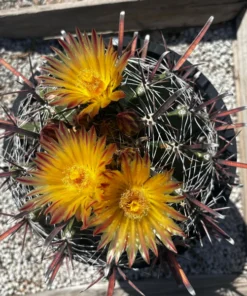 Ferocactus herrerae