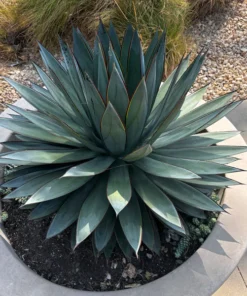 Agave 'Blue Glow'