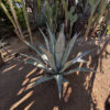 Agave Americana