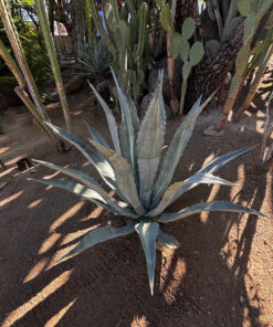 Agave Americana