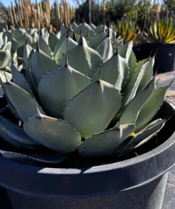 Agave Parryi Truncata