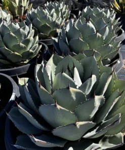Agave Parryi Truncata