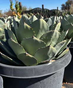 Agave Parryi Truncata