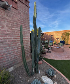 Peruvian Apple Cactus