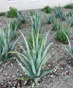 Aloe Barbadensis