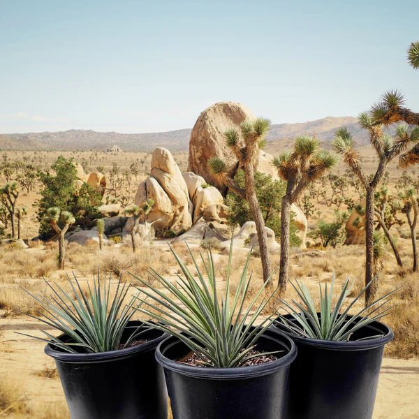 Joshua Tree