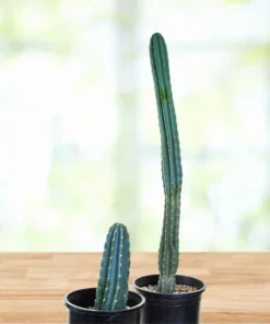 Peruvian Apple Cactus