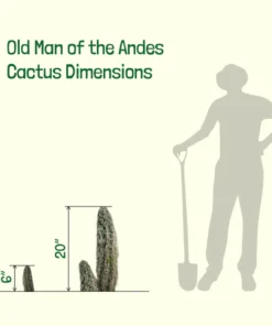 Old Man of the Andes