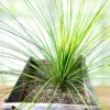 Mexican Grass Tree