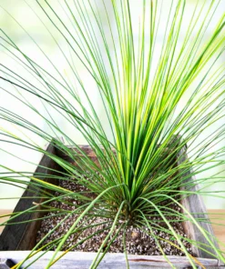 Mexican Grass Tree