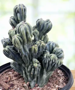 Cereus forbesii 'Ming Thing'