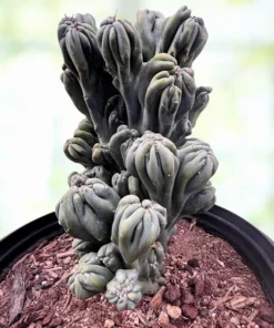 Cereus forbesii 'Ming Thing'