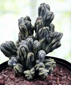 Cereus forbesii 'Ming Thing'