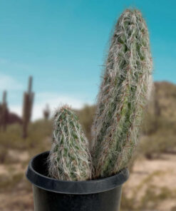 Old Man of the Andes