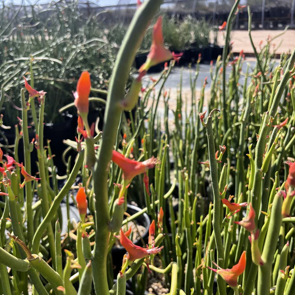 Pedilanthus Macrocarpus