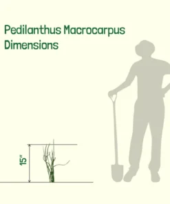 Pedilanthus Macrocarpus