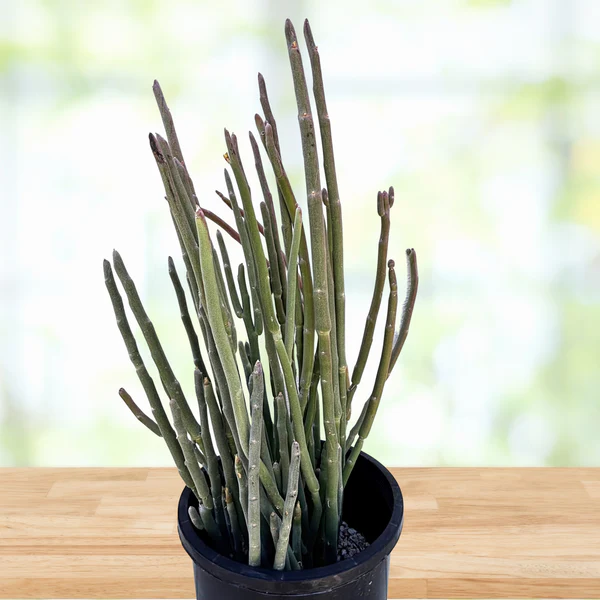 Pedilanthus Macrocarpus