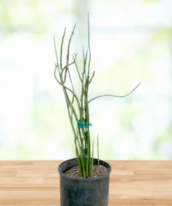 Pedilanthus Macrocarpus