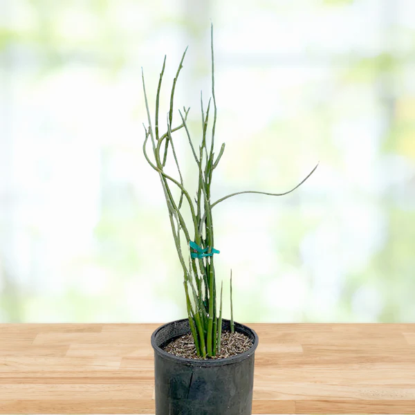 Pedilanthus Macrocarpus