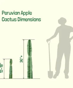 Peruvian Apple Cactus