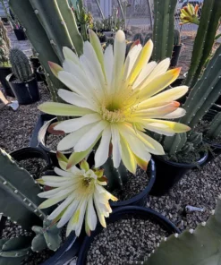 Peruvian Apple Cactus