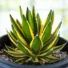 Agave Lophantha Quadricolor