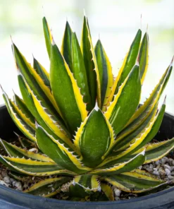 Agave Lophantha Quadricolor