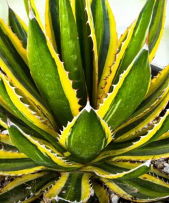 Agave Lophantha Quadricolor
