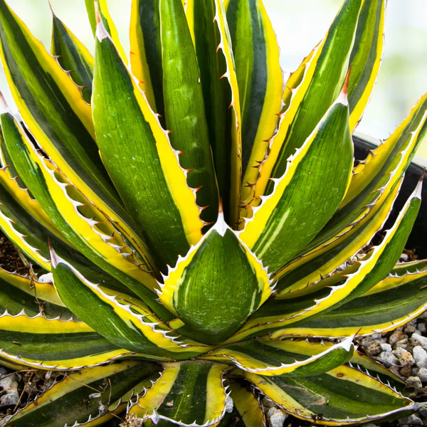 Agave Lophantha Quadricolor
