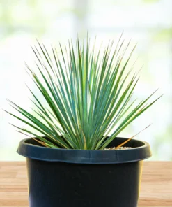 Yucca Rostrata