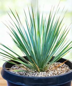 Yucca Rostrata
