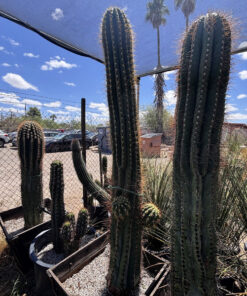 South American Saguaro