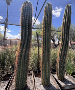 South American Saguaro