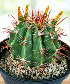 Southwest Barrel Cactus